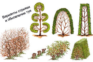 Варианты стрижки и обновление туи